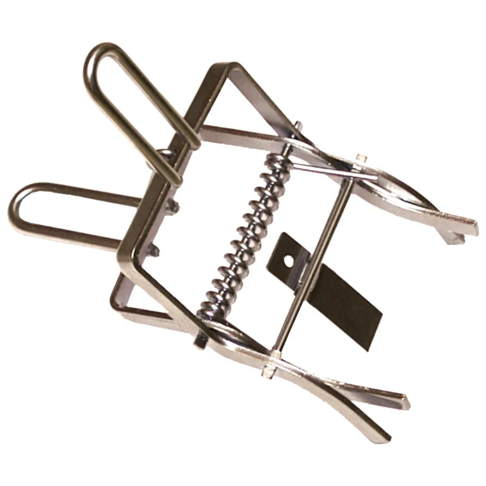 Galax muldvarpesaks stor Galax muldvarpesaks stor